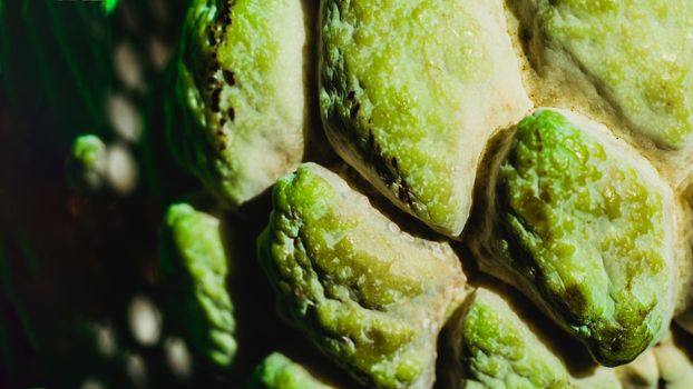Abstract mystic background beauty nature wallpaper. Real photo close macro sugar custard apple annona exotic tropical fruit. Oval scaly skin texture surface rough. Bright yellow green contrast color.