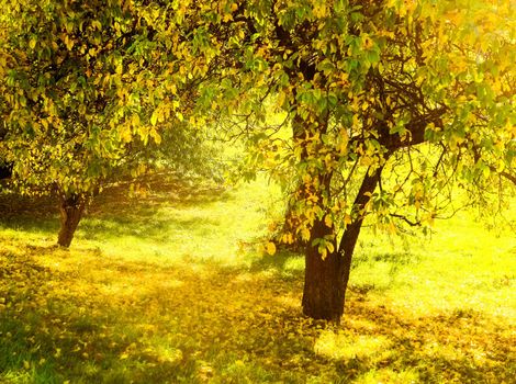 Fall beauty, weather and seasons concept - Autumn nature scene background, leaves and trees outdoors