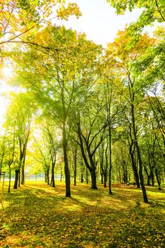 Fall beauty, weather and seasons concept - Autumn nature scene background, leaves and trees outdoors