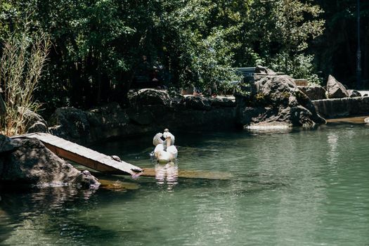 swan on blue lake water in sunny day, swans on pond, nature series