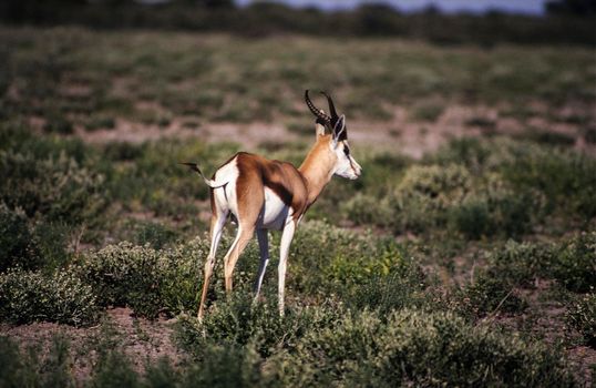 Springbok (Antidorcas marsupialis), Etosha National Park, Namibia, africa