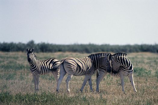 zebra (Equus burchellii) at a waterhole in Etosha National Park, Namibia, Africa