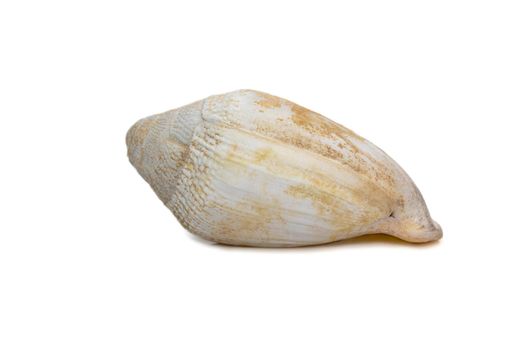 Image of very old white phalium granulatum sea shell isolated on white background. Undersea Animals. Sea Shells.