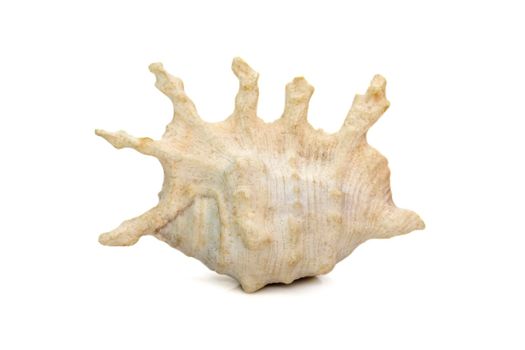 Image of lambis scorpius sea shell, common name the scorpion conch or scorpion spider conch, is a species of large sea snail, a marine gastropod mollusk in the family Strombidae, the true conchs on a white background. Undersea Animals.