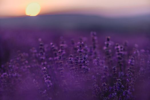 Blooming lavender in a field at sunset in Provence. Fantastic summer mood, floral sunset landscape of meadow lavender flowers. Peaceful bright and relaxing nature scenery