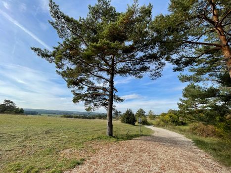 blue clear sky with rare white feathery clouds over a field road with a couple of trees. High quality photo