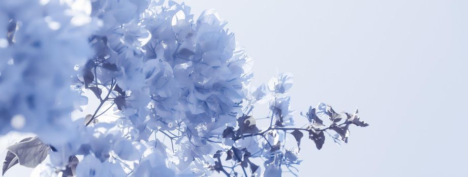 Flower background, spring nature and botanical beauty concept - Blue floral composition