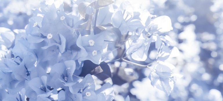 Flower background, spring nature and botanical beauty concept - Blue floral composition