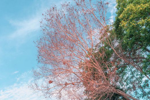 Atmosphere calm sky cloud panorama background Dry tree branches Autumn summer end progress regress life concept.