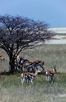 Springbok (Antidorcas marsupialis), Etosha National Park, Namibia, africa