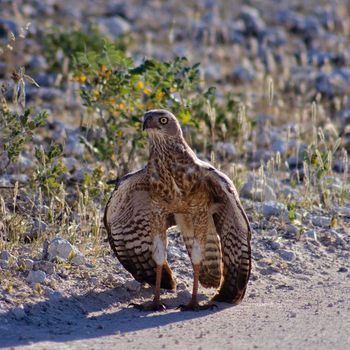 Steppe Buzzard (Buteo buteo) in etosha national park