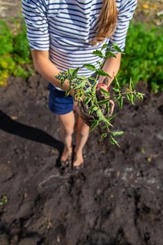 The child is planting a plant in the garden. Selective focus. Kid.