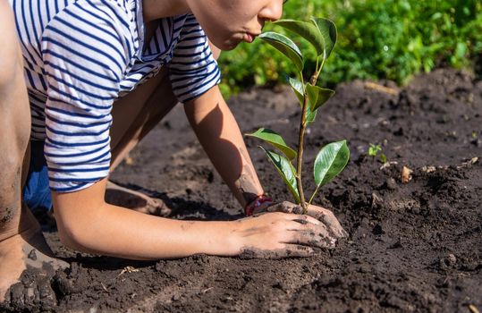 The child is planting a plant in the garden. Selective focus. Kid.