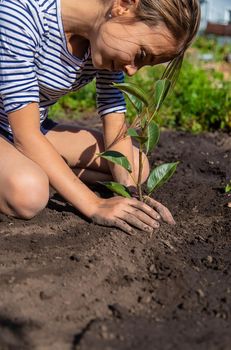 The child is planting a plant in the garden. Selective focus. Kid.