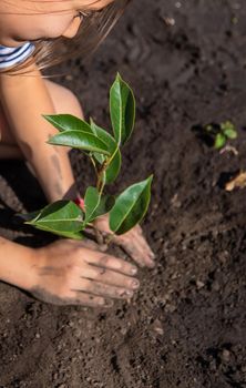 The child is planting a plant in the garden. Selective focus. Kid.