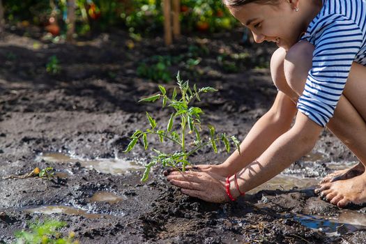 The child is planting a plant in the garden. Selective focus. Kid.