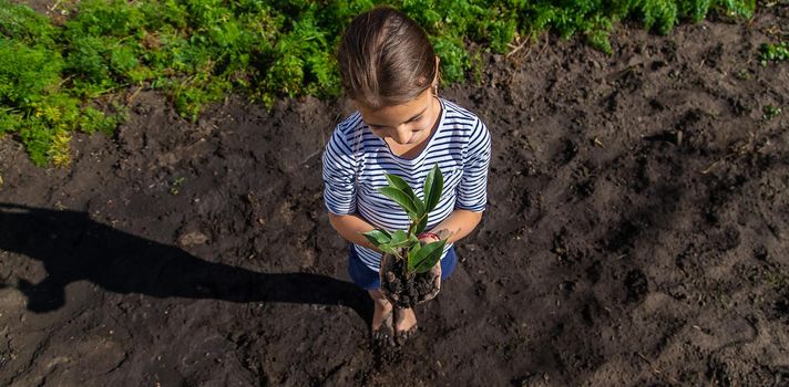 The child is planting a plant in the garden. Selective focus. Kid.