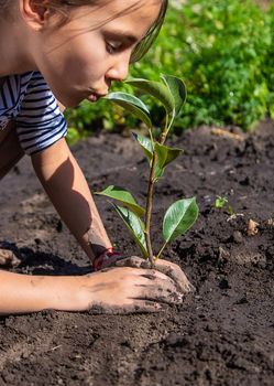 The child is planting a plant in the garden. Selective focus. Kid.