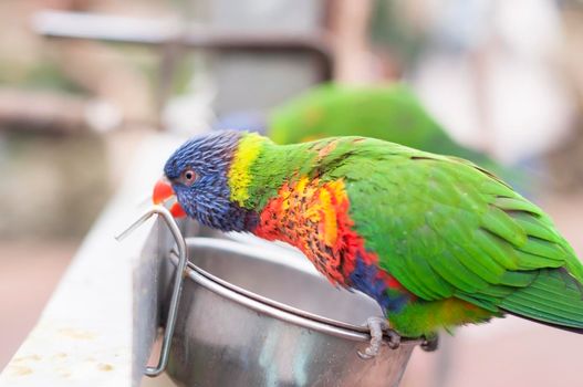 bright colorful rainbow lorikeet, cleans feathers and eats from the feeder, close-up. High quality photo