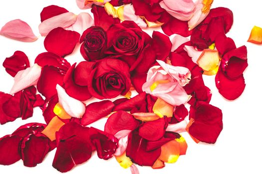 Red roses among rose petals on white background