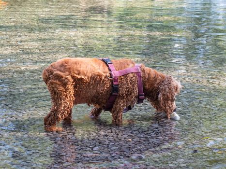 The dog breed English Cocker Spaniel walking and swimming in a pond in the summer. Dog is smelling at death fish