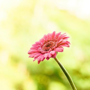 Beautiful flower in sunlight - springtime, mothers day, gift for her concept. It's time to bloom