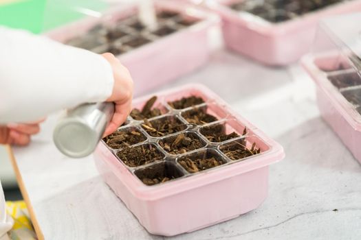 Little girl planting seeds into an indoor seed starter tray during her homeschooling.