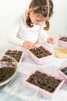 Little girl planting seeds into an indoor seed starter tray during her homeschooling.