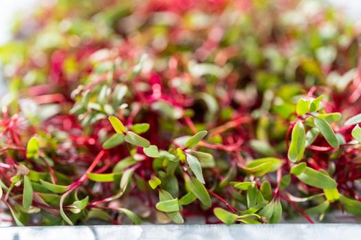 Radish microgreens with purple stems and green leaves on the metal tray.