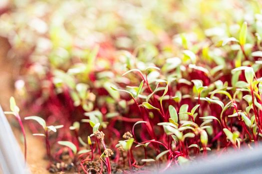 Radish microgreens with purple stems and green leaves in the growing tray.