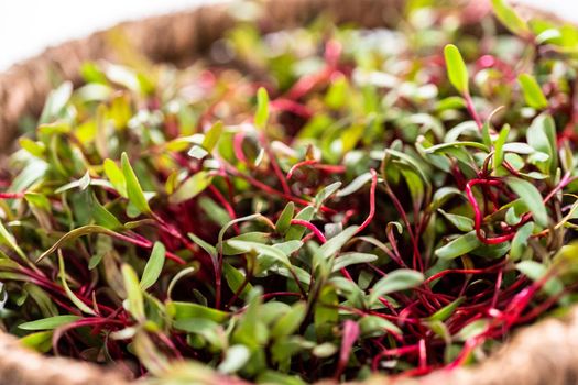 Radish microgreens with purple stems and green leaves in the basket.