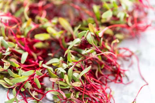 Radish microgreens with purple stems and green leaves on the metal tray.