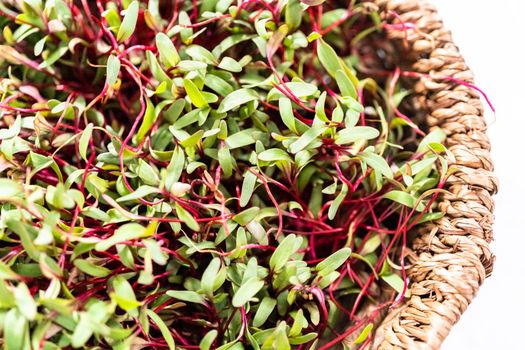 Radish microgreens with purple stems and green leaves in the basket.