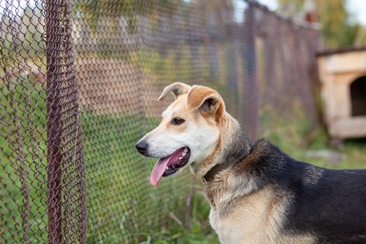 A cheerful big dog with a chain tongue sticking out. Portrait of a dog on a chain that guards the house close-up. A happy pet with its mouth open. Simple dog house in the background