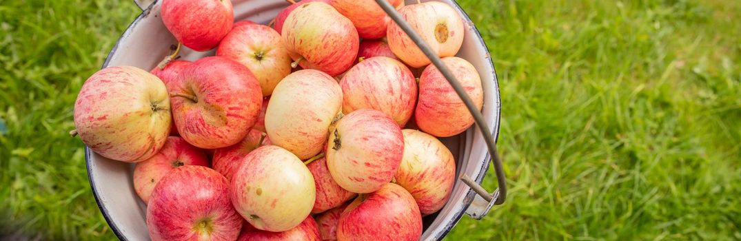 red ripe apples in rustic bucket, concept of harvest, close up