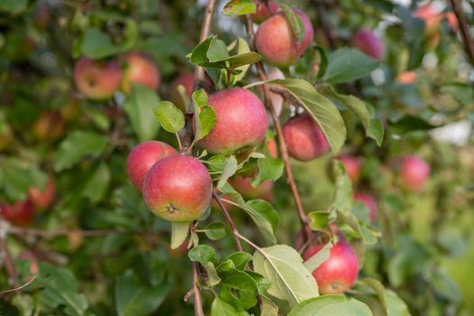 Apple tree branch with red apples on a blurred background during ripening