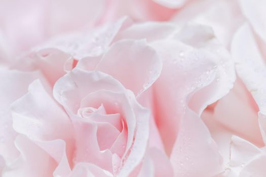 Pale pink white rose flower. Macro flowers background for holiday brand design