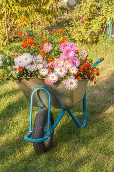 Evening after work in summer garden. Wheelbarrow with flowers on green grass.