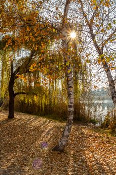 Trees with yellow leaves in the park on a sunny autumn day.