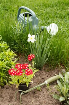 Red verbena flowers, hand rake and watering can in a garden bed.