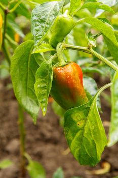 Bell pepper growing on bush in the garden. Bulgarian or sweet pepper plant. Shallow depth of field