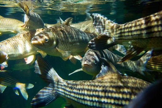 Interior of sea world oceanarium in KL. Glass aquarium with fish