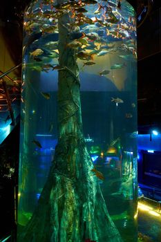 Interior of sea world oceanarium in KL. Glass aquarium with fish
