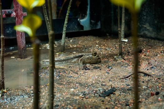 mudskipper fish hiding in mud swamp close up.