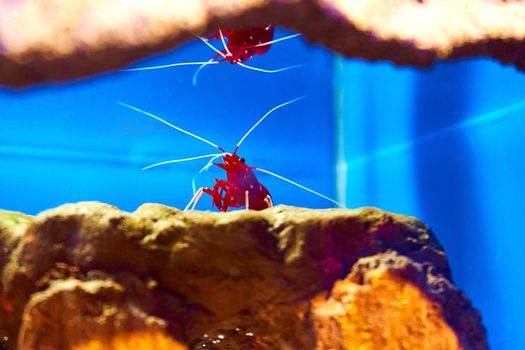 Sea shrimp in the aquarium. Inhabitants of the underwater world