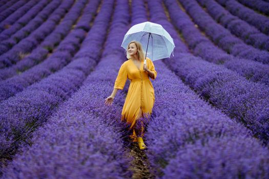 A middle-aged woman in a lavender field walks under an umbrella on a rainy day and enjoys aromatherapy. Aromatherapy concept, lavender oil, photo session in lavender.