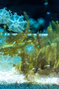 A flock of jellyfish in an aquarium. Undersea world.