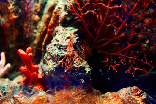 Sea shrimp in the aquarium. Inhabitants of the underwater world