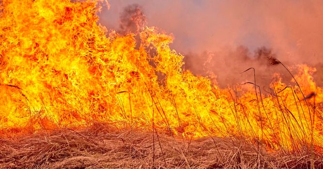 Burning old dry grass in garden. Flaming dry grass on a field. Forest fire. Stubble field is burned by farmer. Fire in the Field.