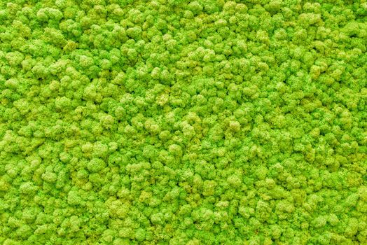 green moss on the wall, background, panel.